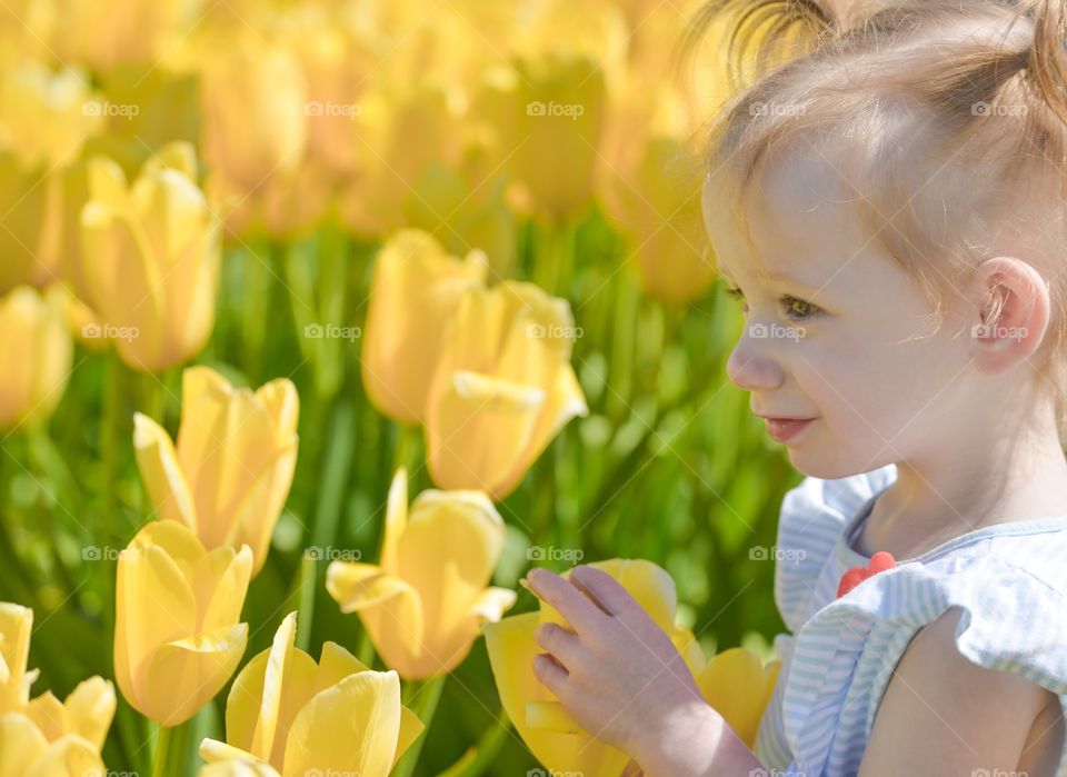 Yellow Tulips