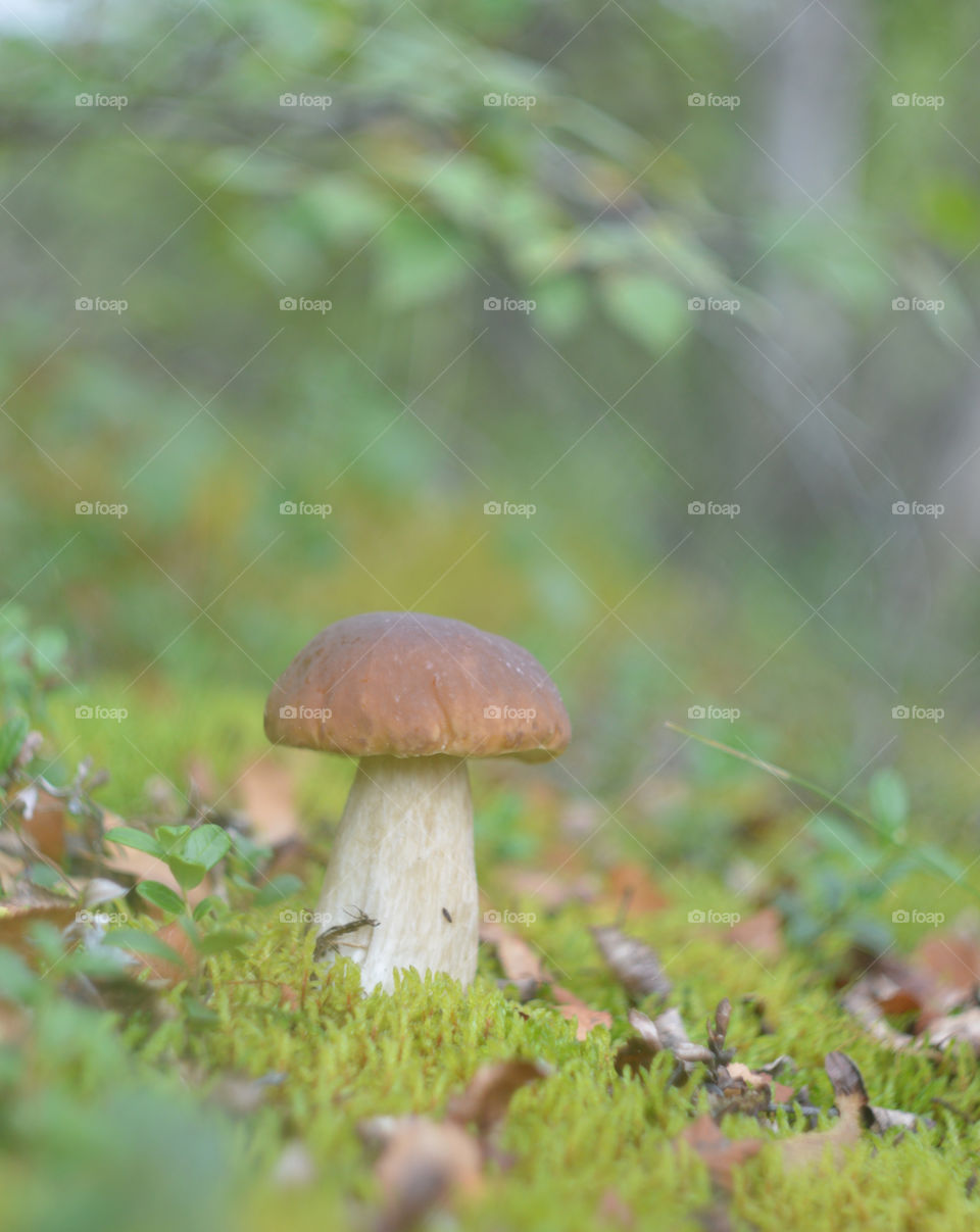 White mushroom in the tundra close-up.
