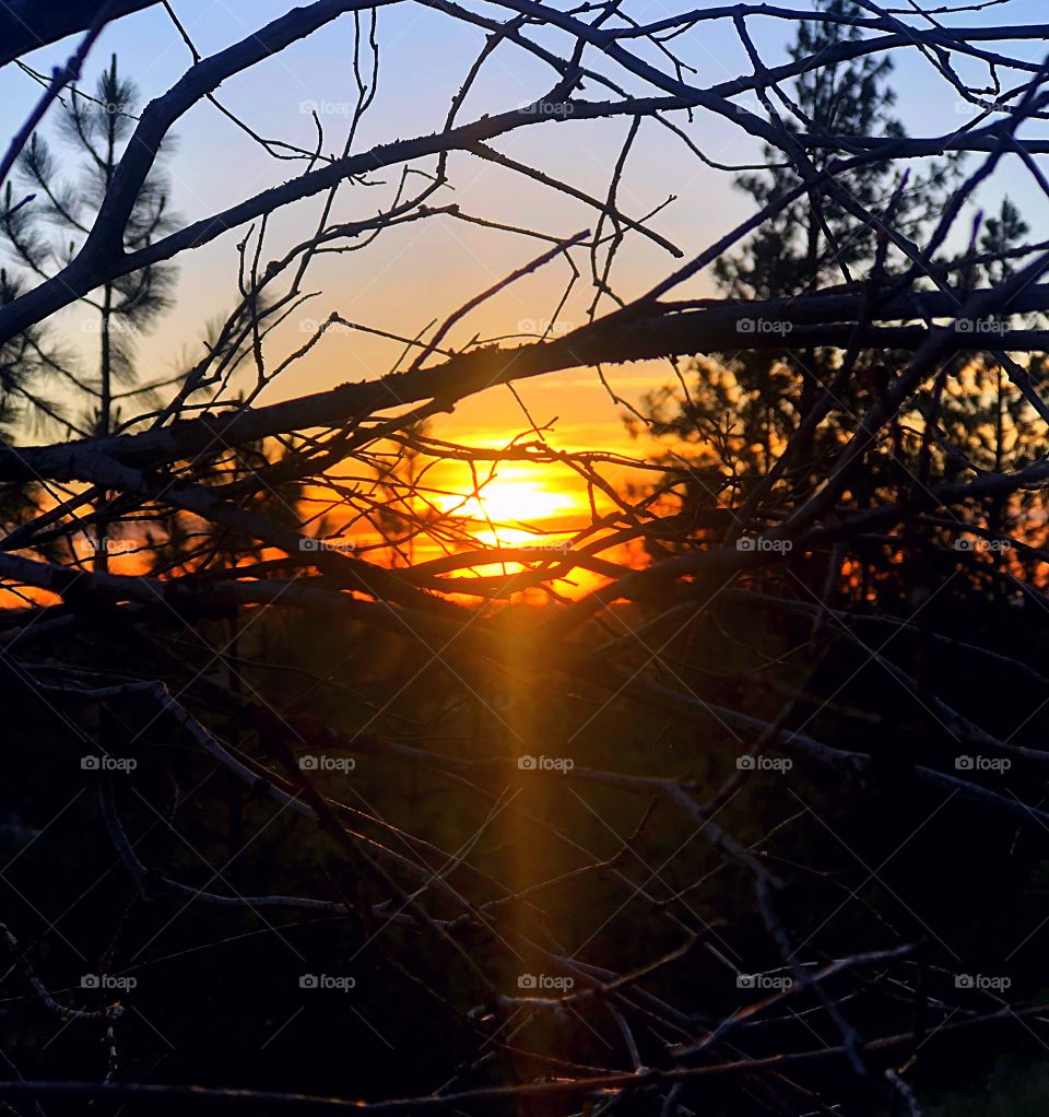 Sunset through tree branches