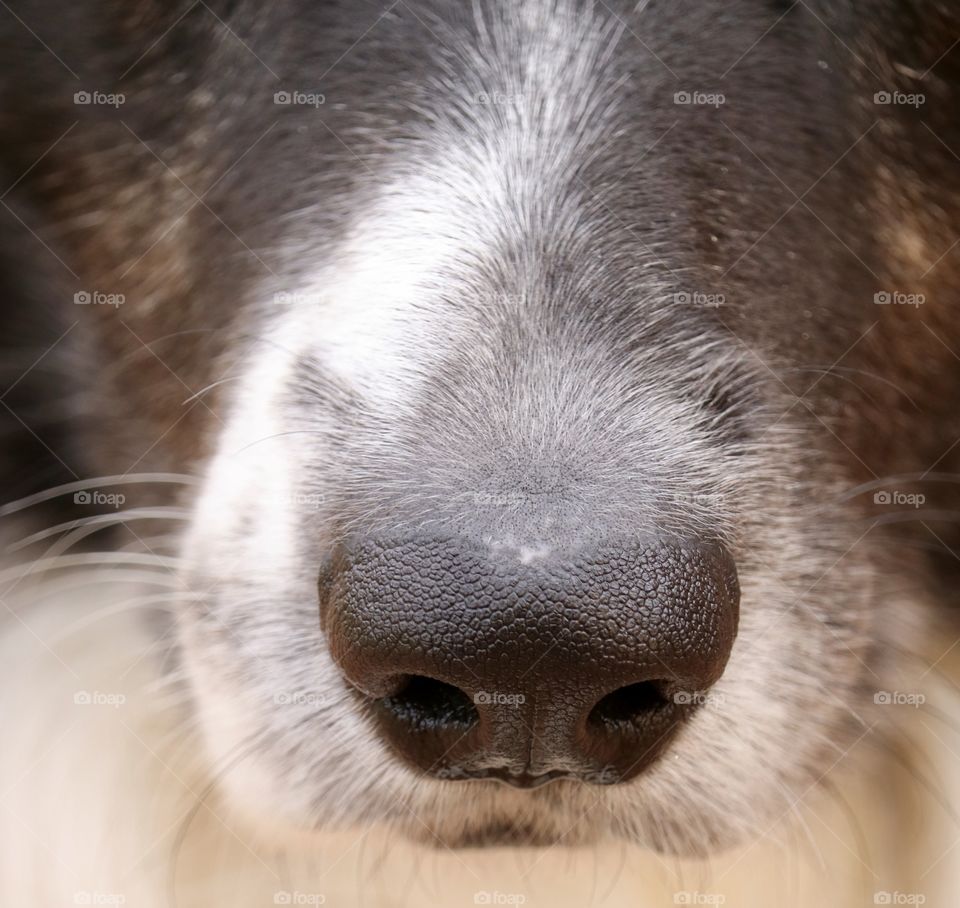 Border collie sheepdog nose snout closeup facing