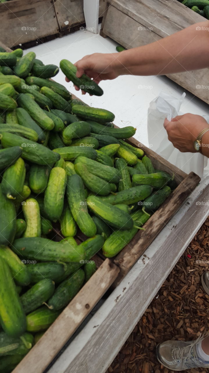 picking cucumbers