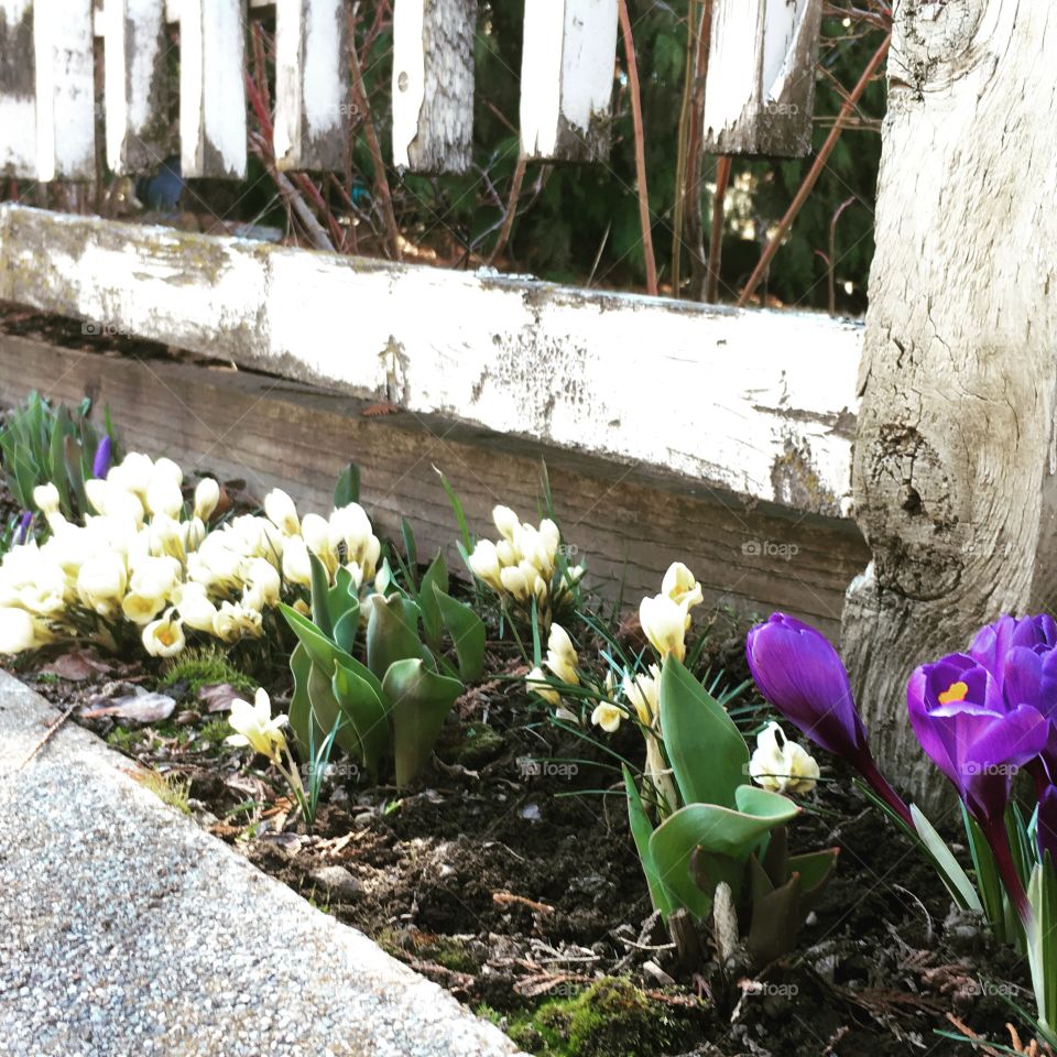 New springtime growth