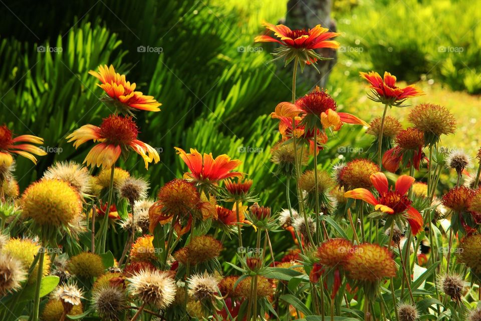 Flowers. Beautiful flowers. Winter Park, Florida