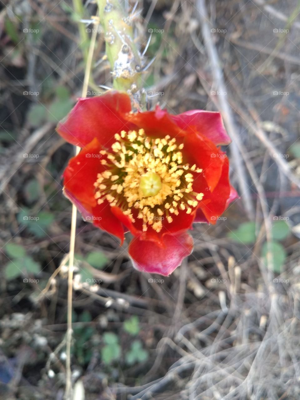 las flores de un nopal.