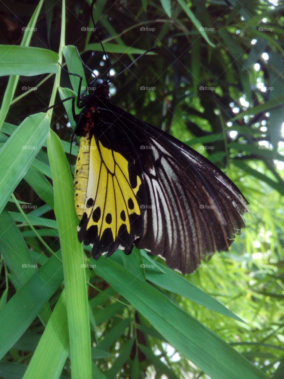 Butterfly close-up