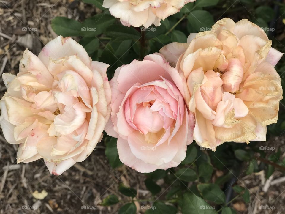 Three apricot roses