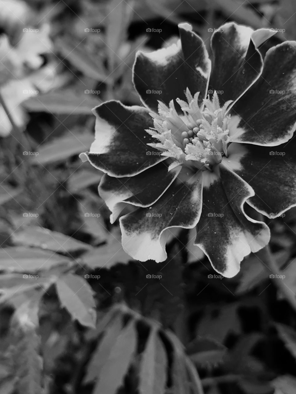 black and white flower in the garden