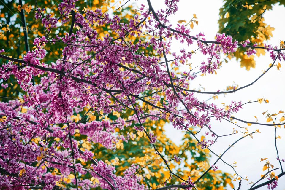 Bright Fuschia Spring Blossoms