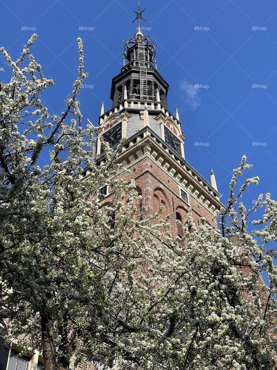 Nature circle of life … tree laden with apple blossom 