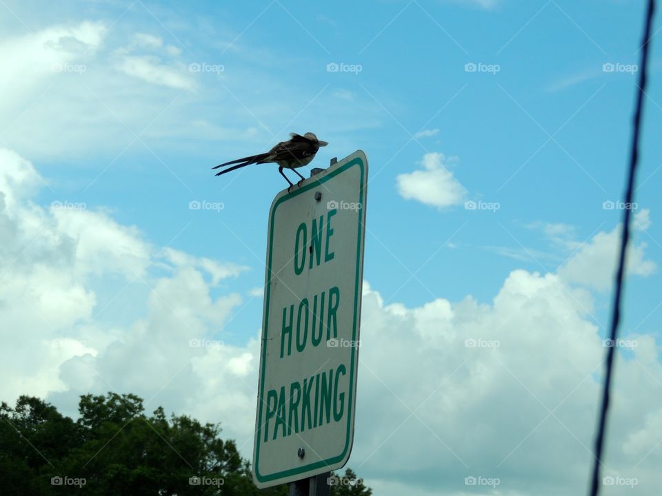 Bird on sign