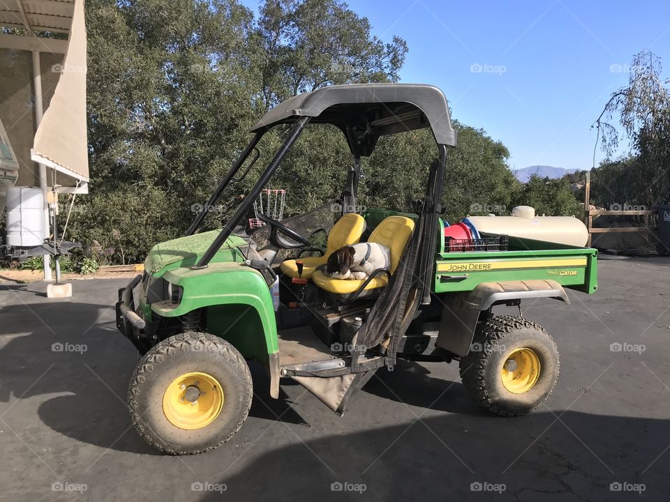 Waiting for master to get back to work