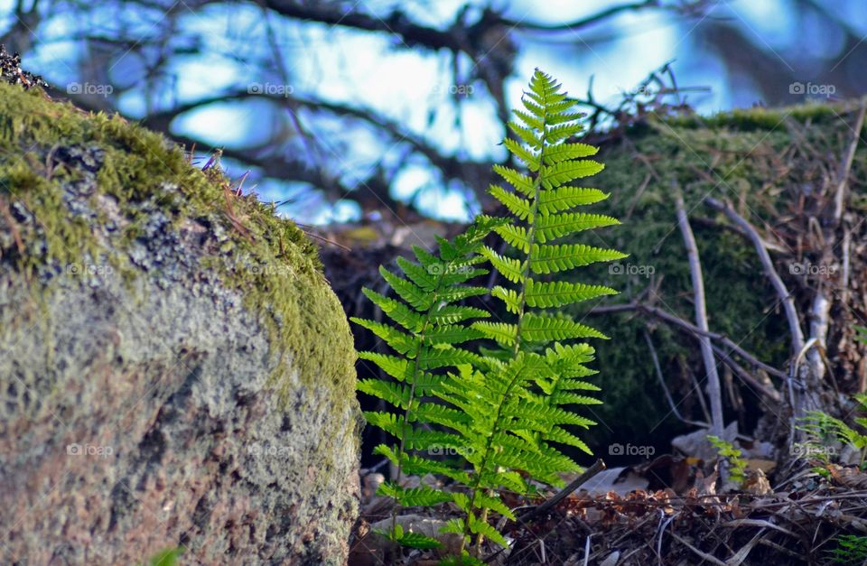 Fern in the Wood