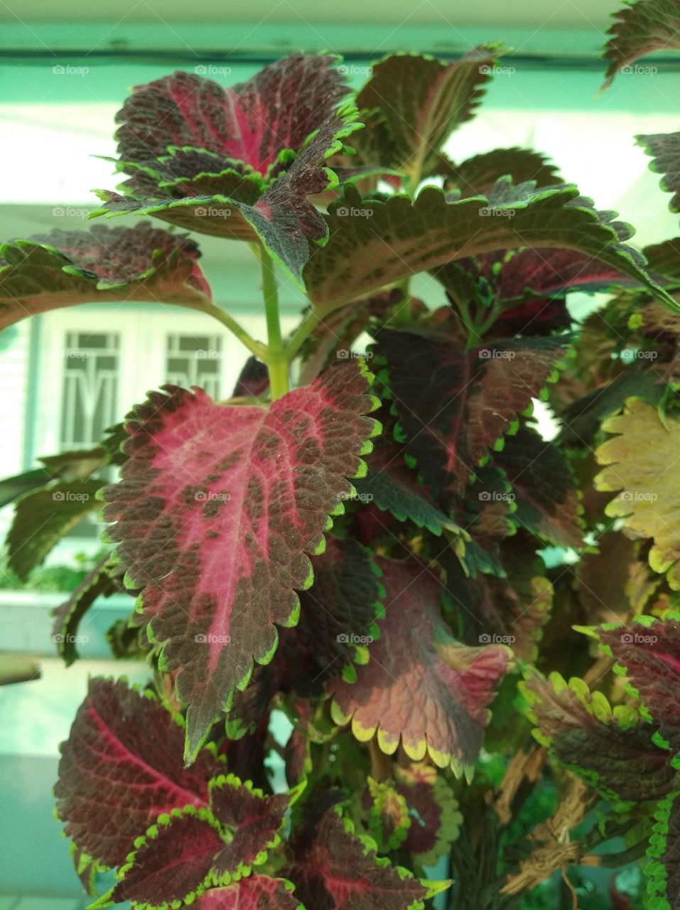 dark maharoon flower, different patterns smooth colour looks very beautiful generally found everywhere fresh seasonal