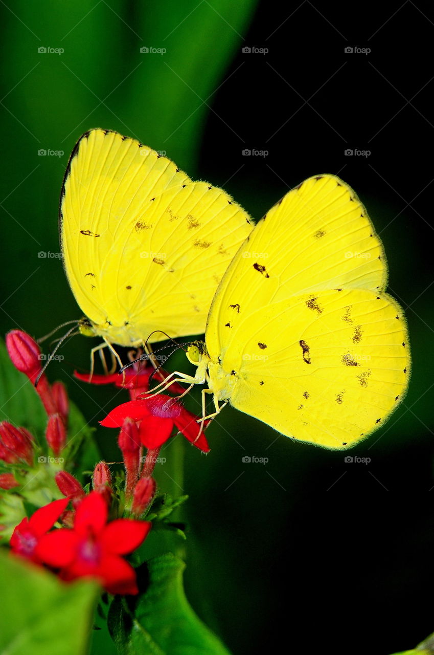 Long Grass Yellow Butterfly.