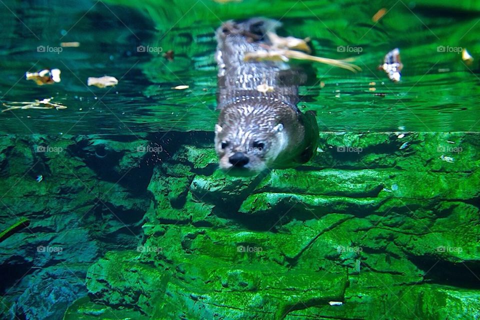 Otter dive