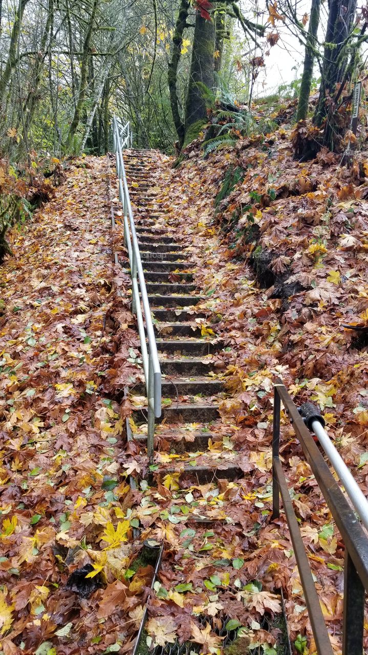 the leafy steps