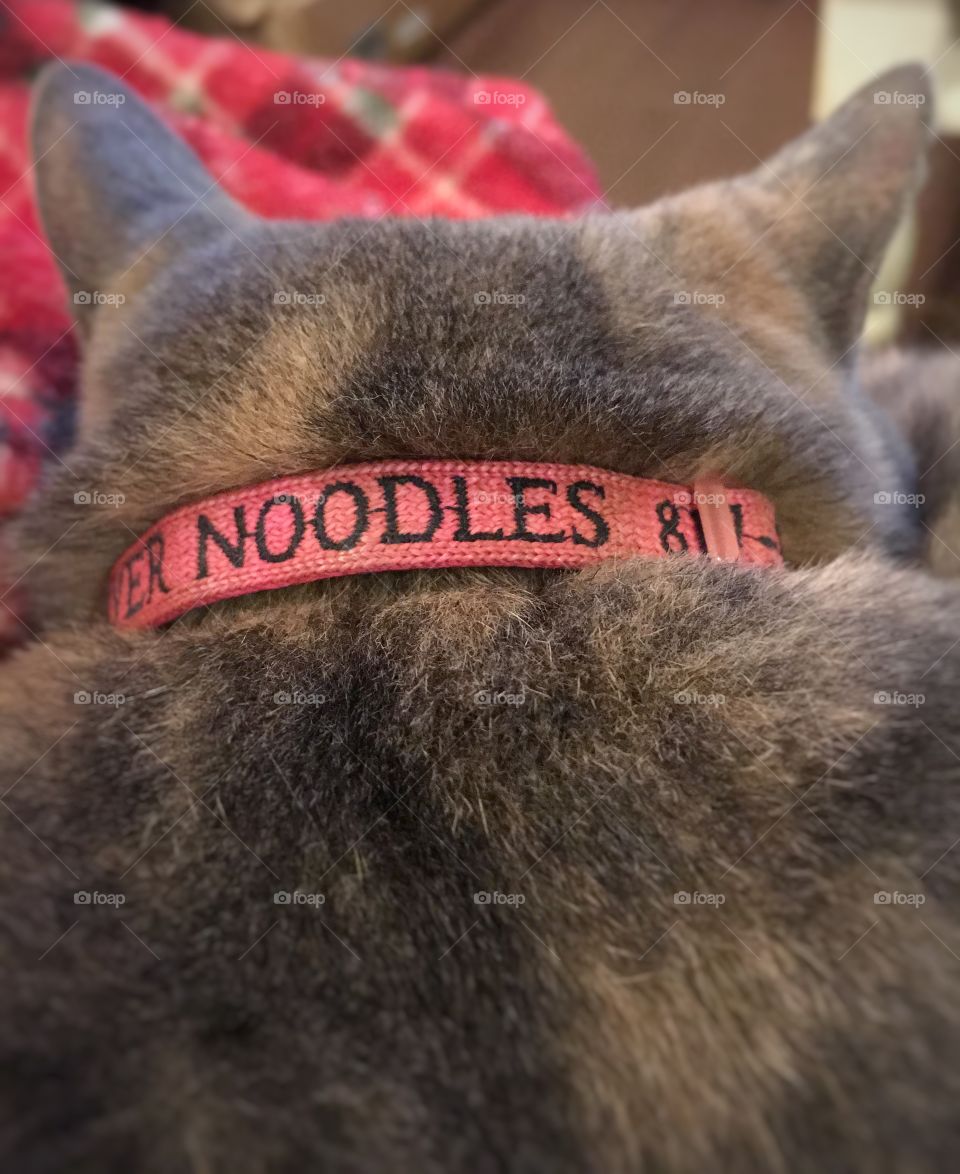 A cat named Noodles. 