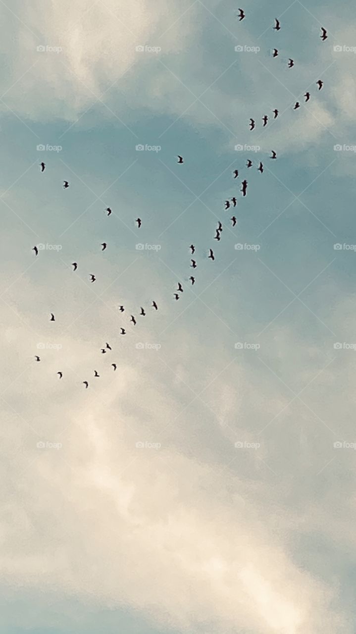 Signs Of Winter for all Species of Migratory waterfowl and Inland Birds. We welcome the sights of Flocks of Foul and Birds that visit the southern US states and then on to further South in The Southern Flyway During Winter Migrations.