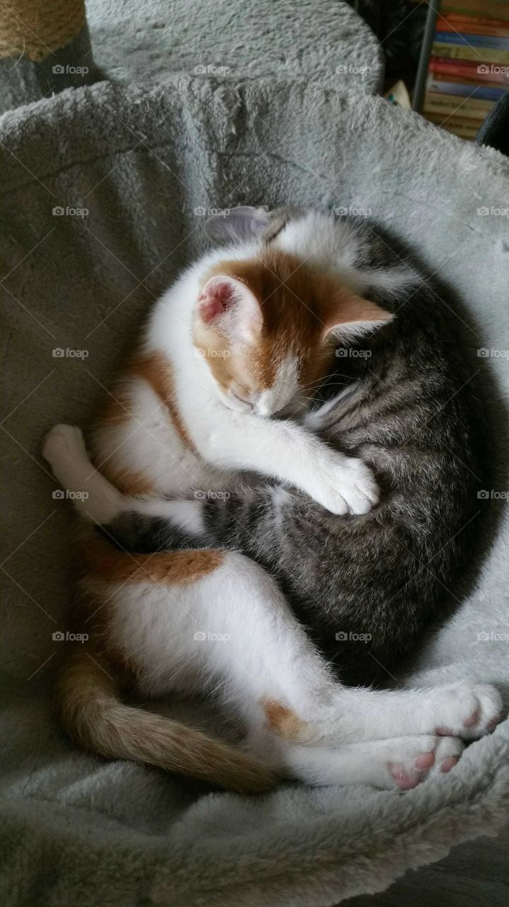 Adorable sleeping and hugging tabby and red kittens