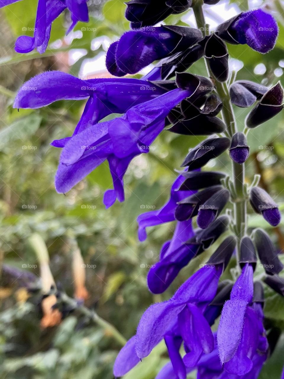 Details of a blue salvia in bloom