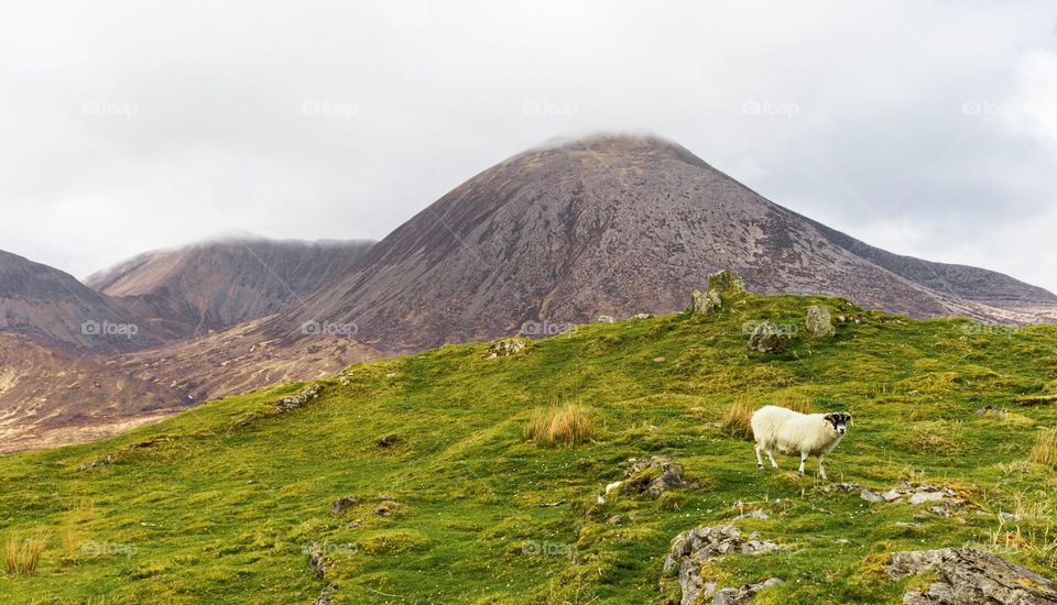 A sheep roams a green & grassy hill in front of the Red Cuillin on the Isle of Skye, UK 