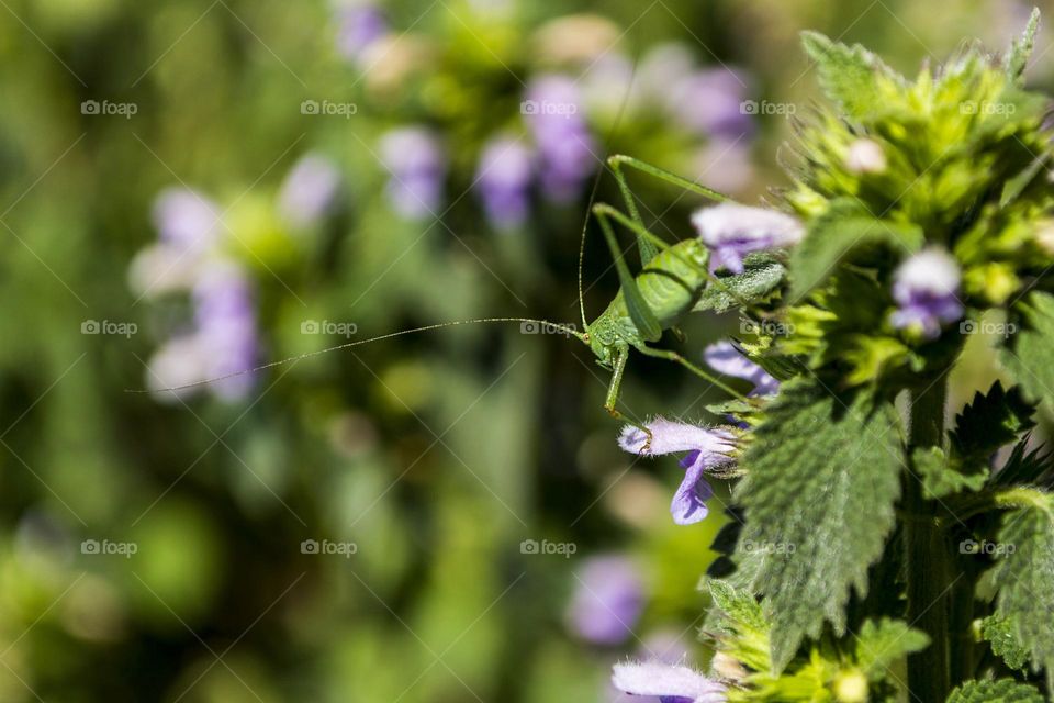 Green grasshopper on a leaf