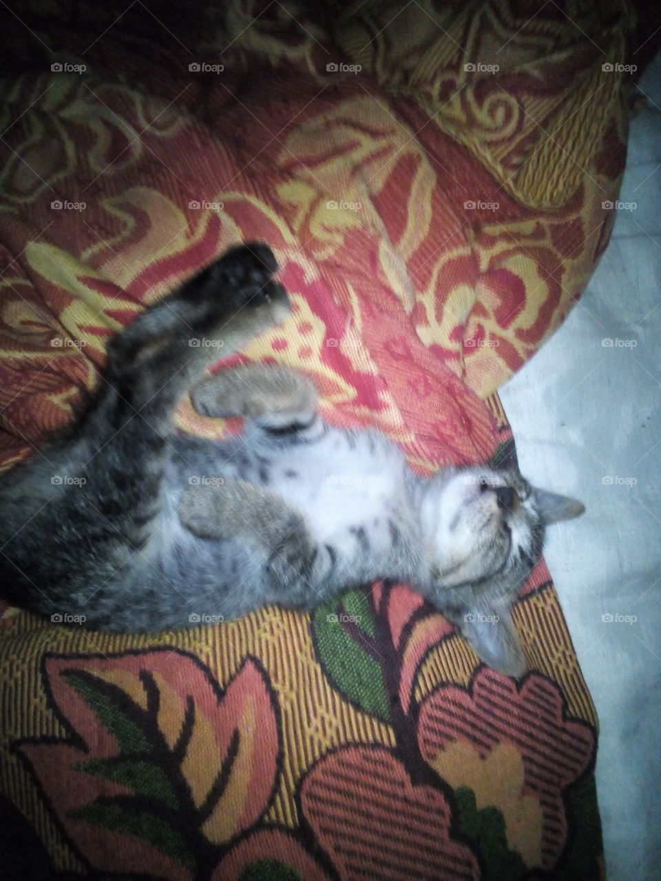 Cute kitten position while sleeping