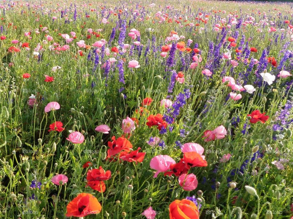 Field Flowers