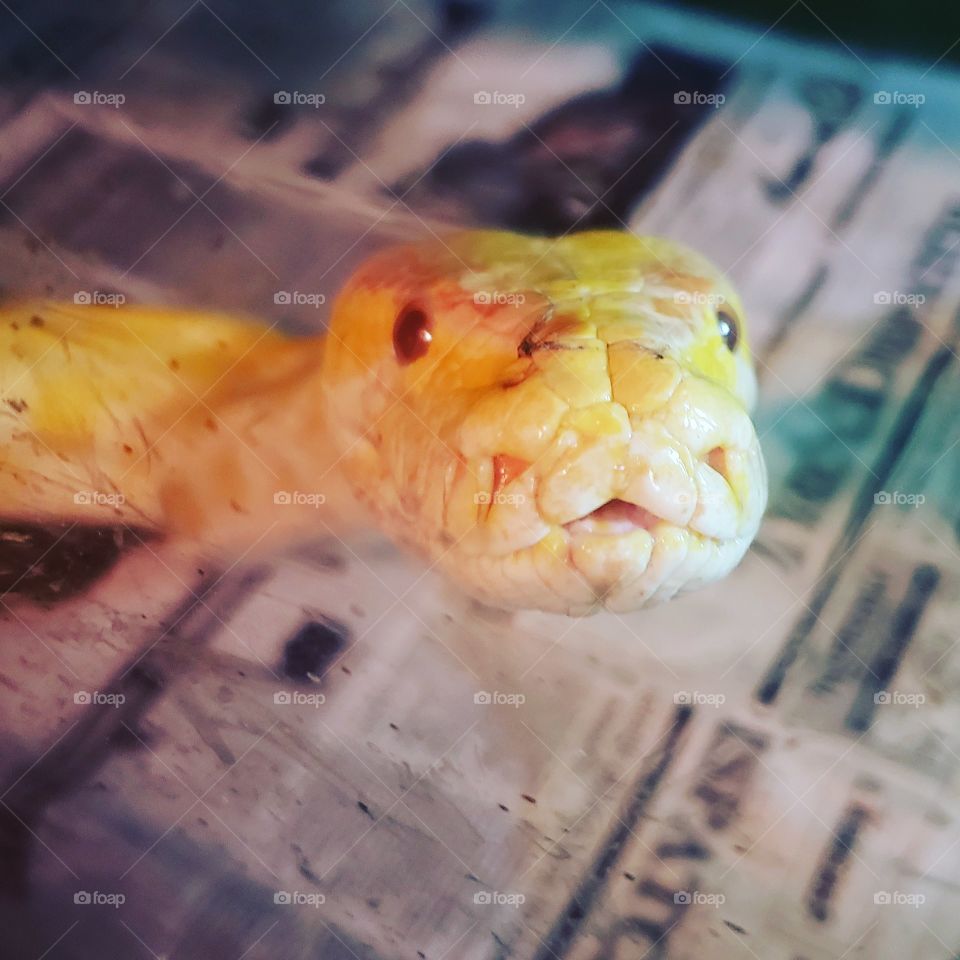 albino Burmese python