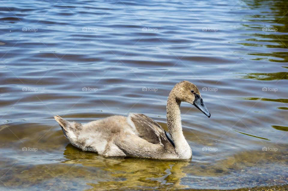 Swan chick