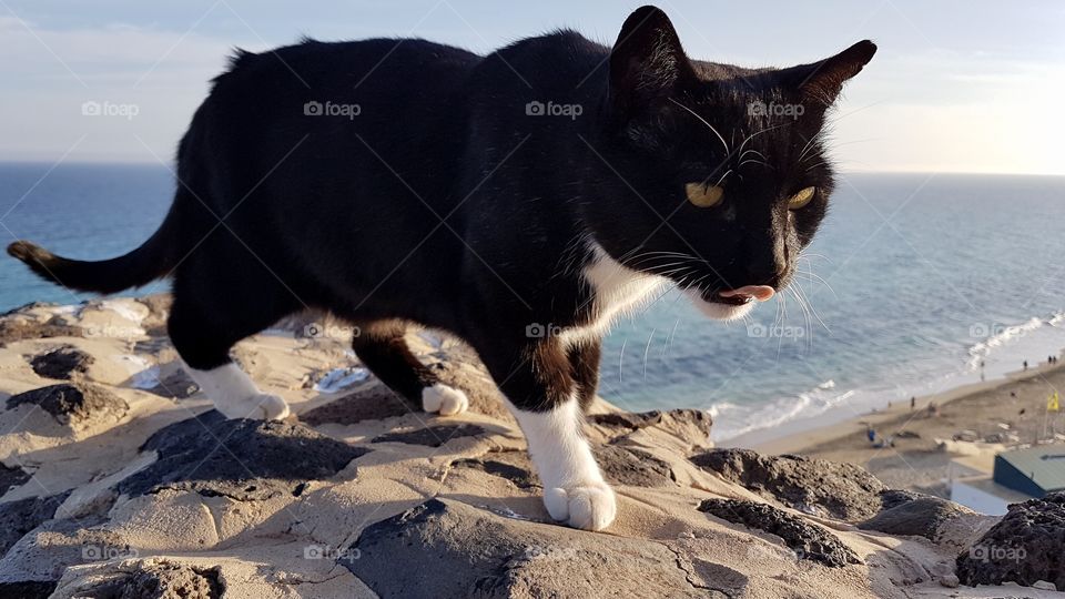 Black cat with yellow eyes licking his mouth , on the hunt by the sea - svart katt med gula ögon slickar sig om munnen , på jakt vid havet