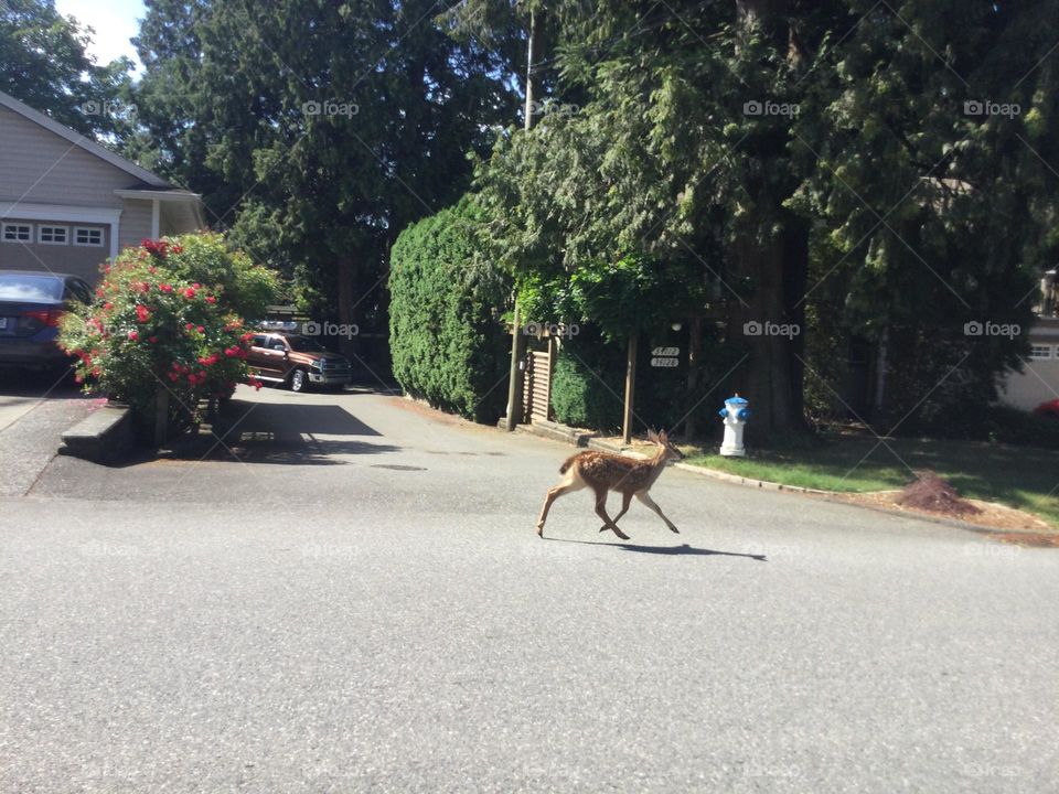 A Deer walking through the Neighbourhood 