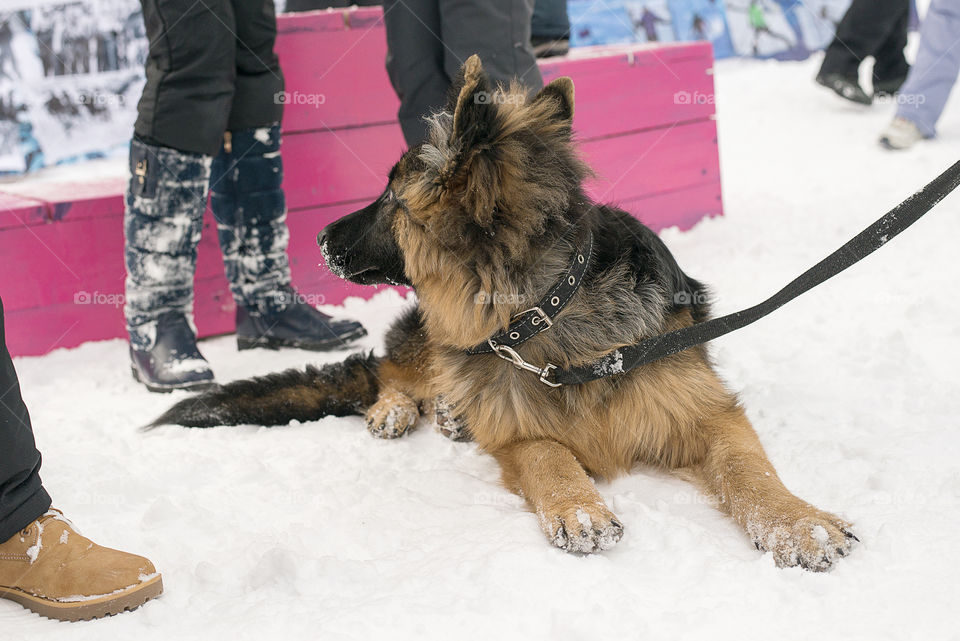 German Shepherd dog on the street