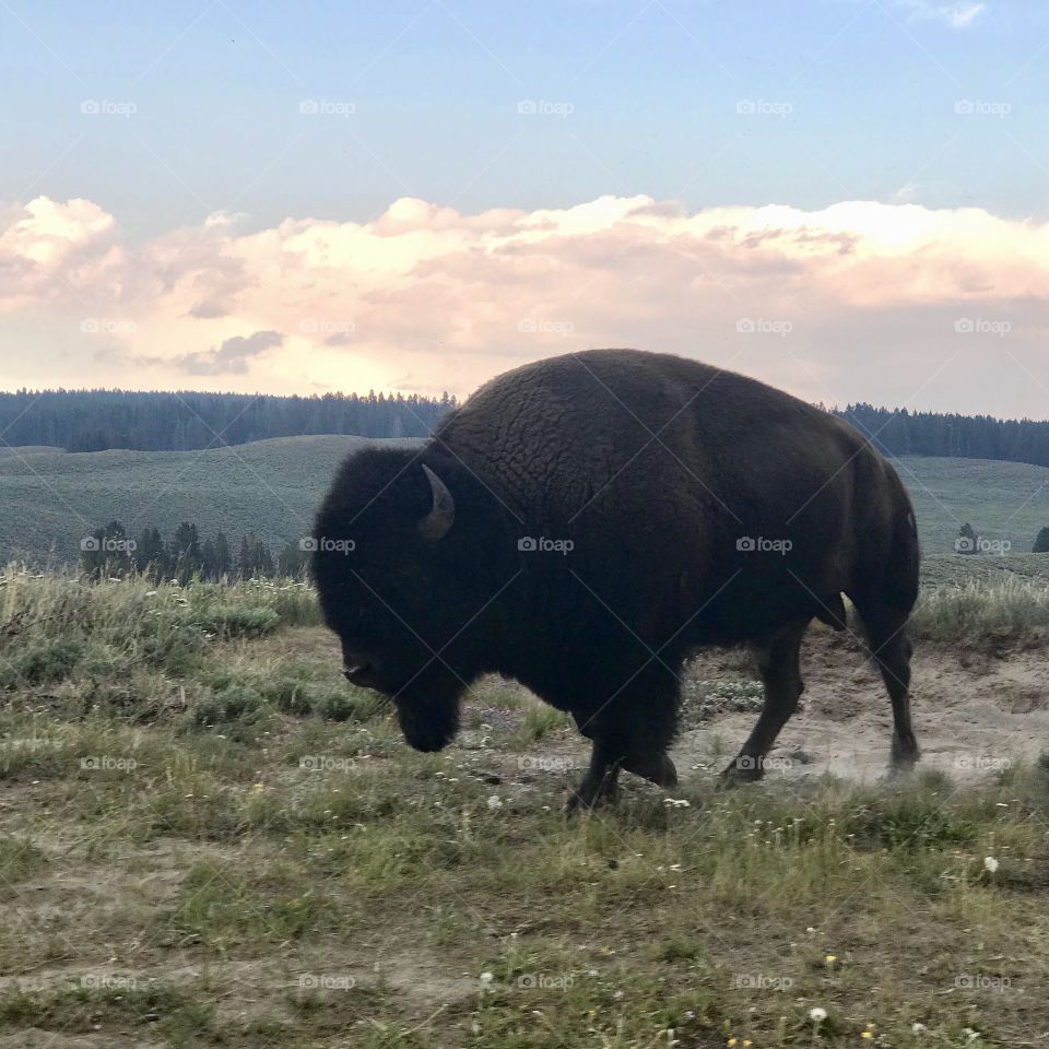 Magestic and iconic wild Bison of Yellowstone National Park, USA