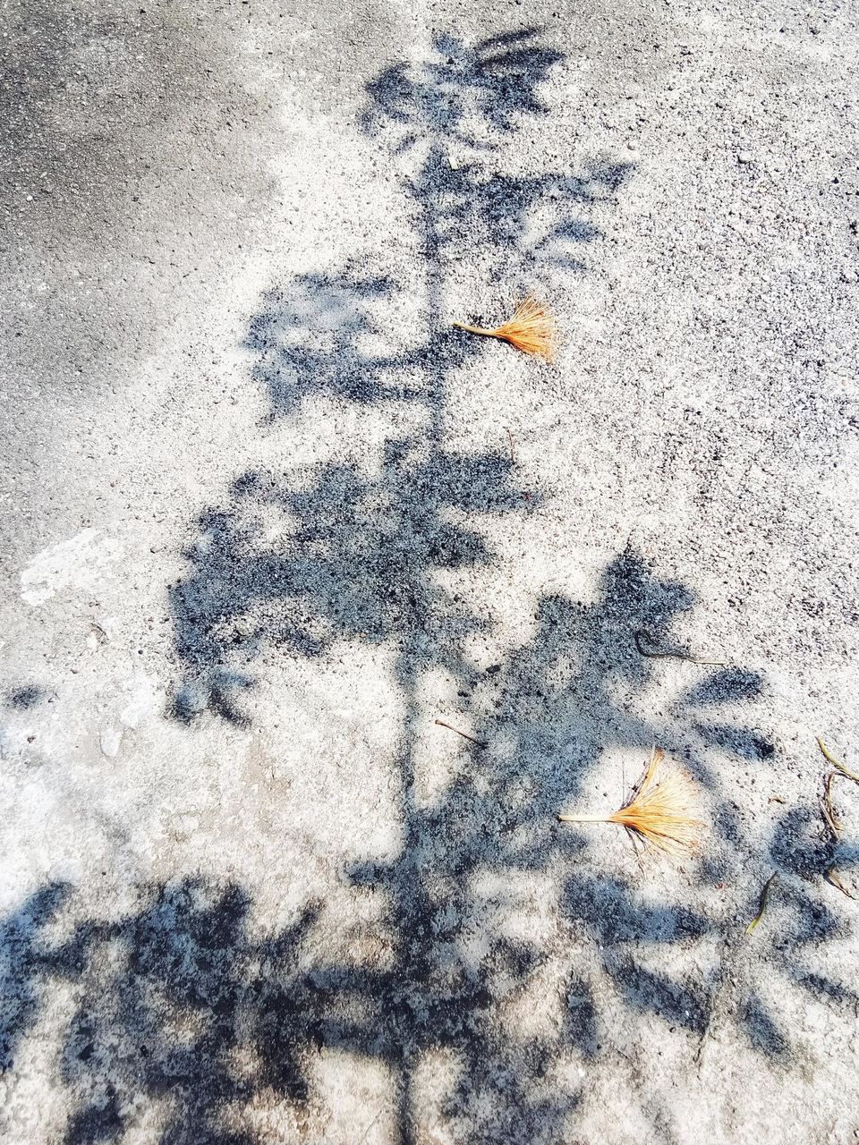 Shadow of Plant
