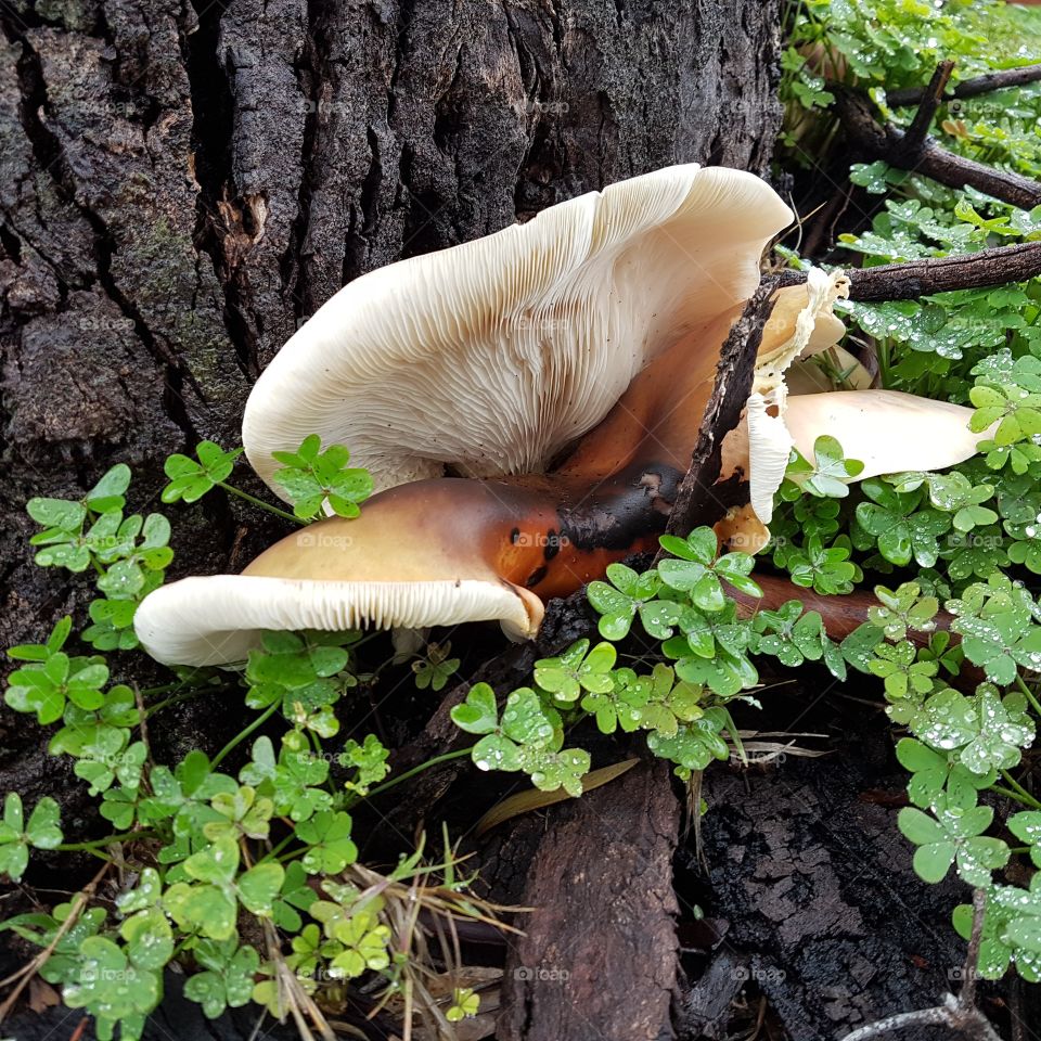 Fungus, Nature, Mushroom, Wood, No Person