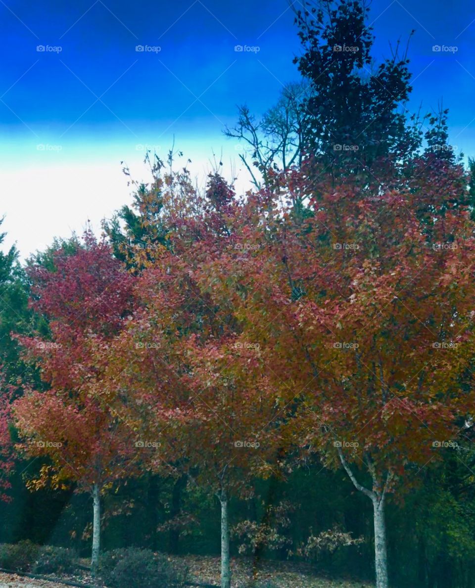 Fall colors. Trees. 
