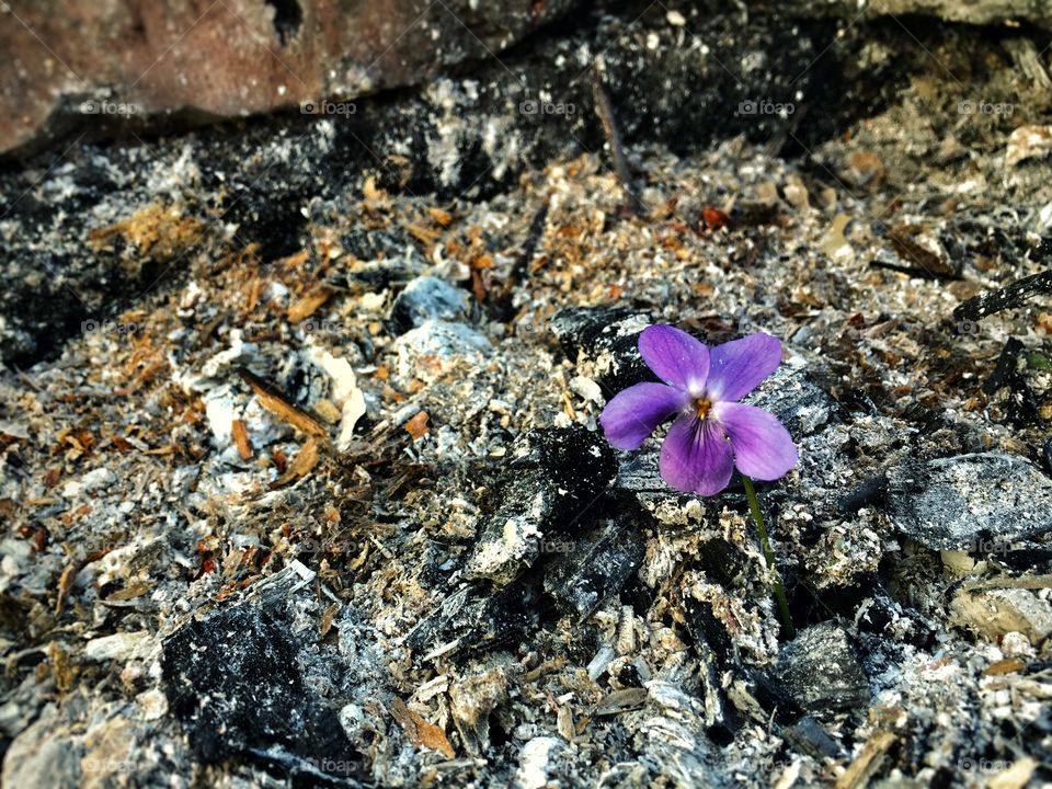 Apocalyptic flower 