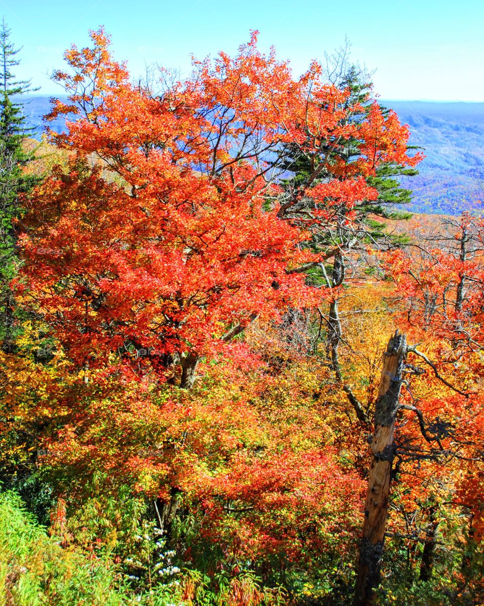 beautiful Fall mountain colors