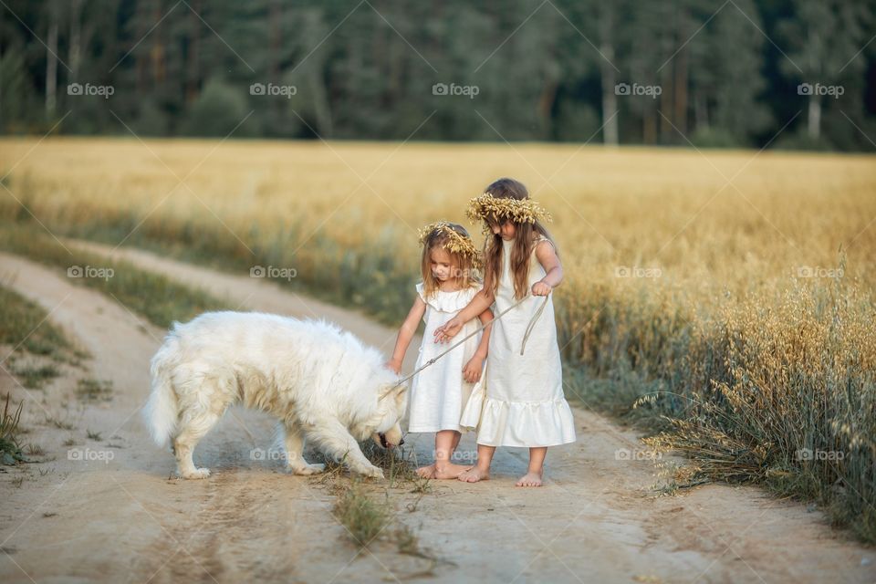 Little sisters on the sand road through the rye field with Samoyed dog