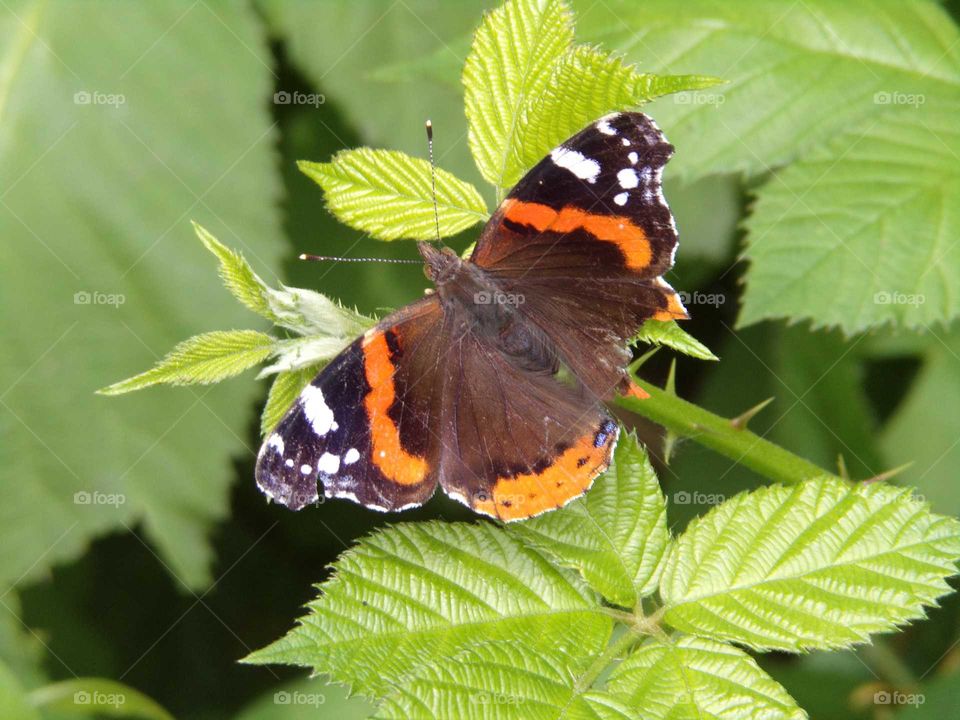 Schmetterling auf Brombeerblatt