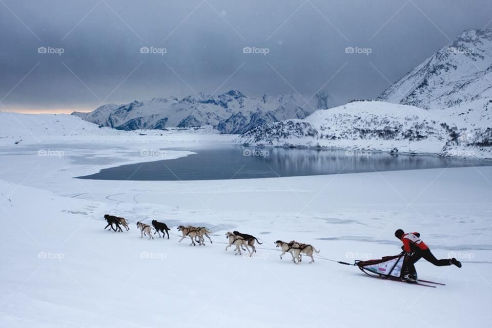 sleigh dogs