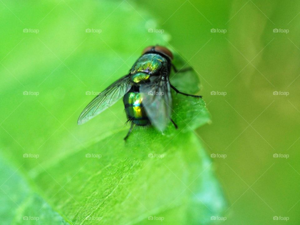 Macro photo of a fly on the green leaf background