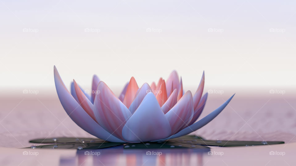 Lotus water lilly