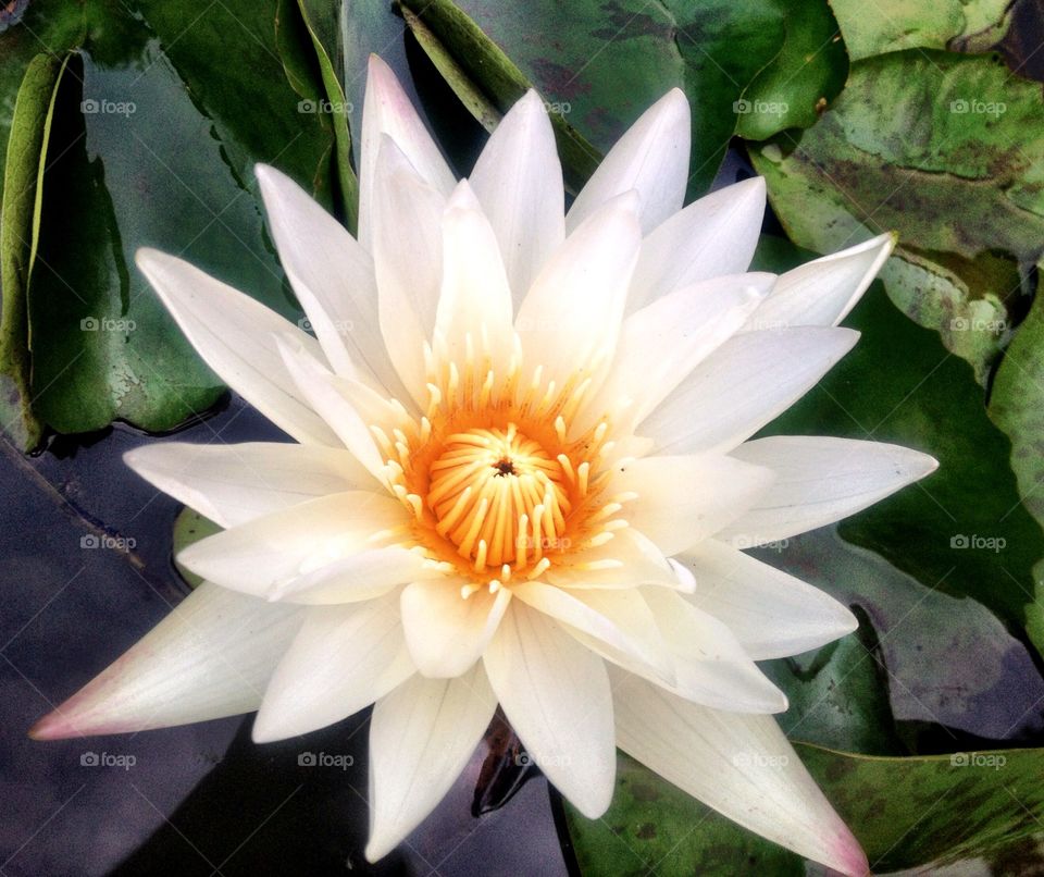 Water Lily. 