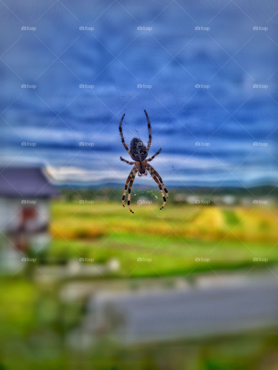 Spider🕷️