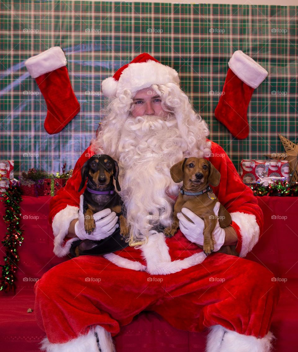 Dachshunds with Santa