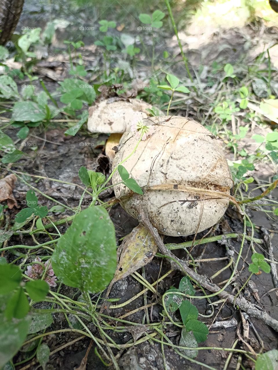 Mushrooms in the forest