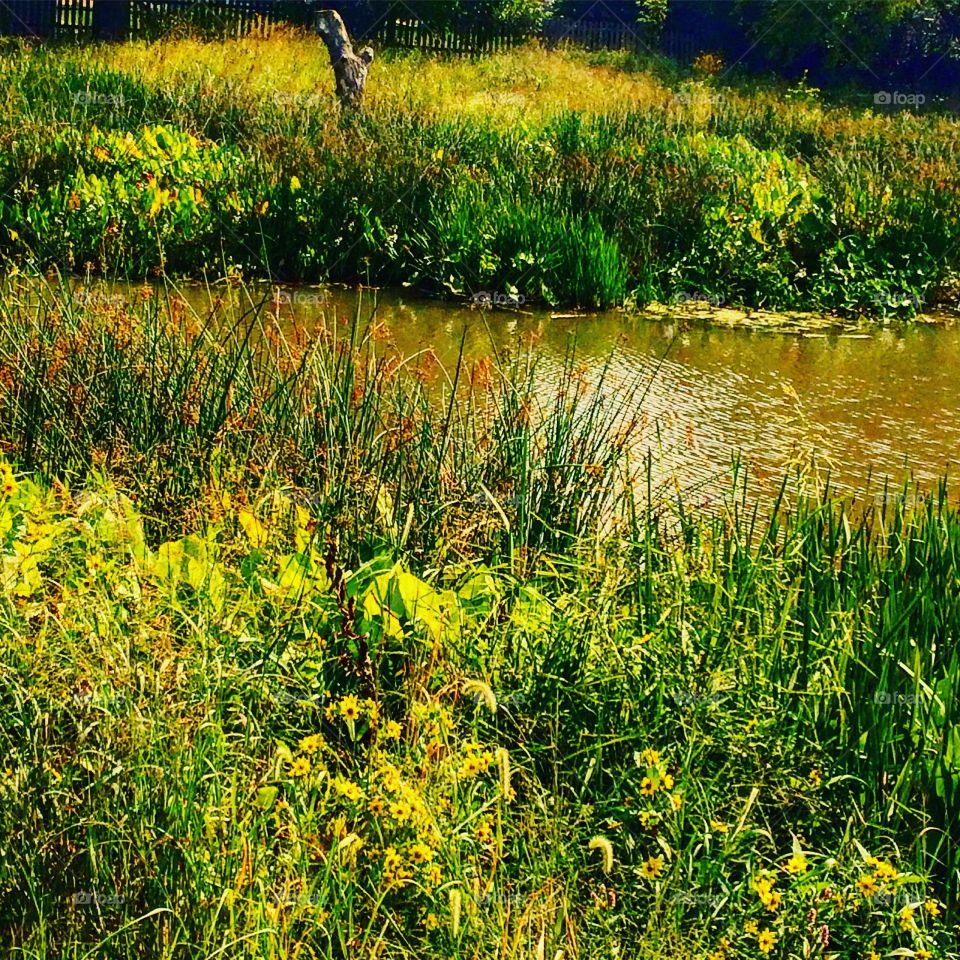 A marsh on a nature trail in Illinois 