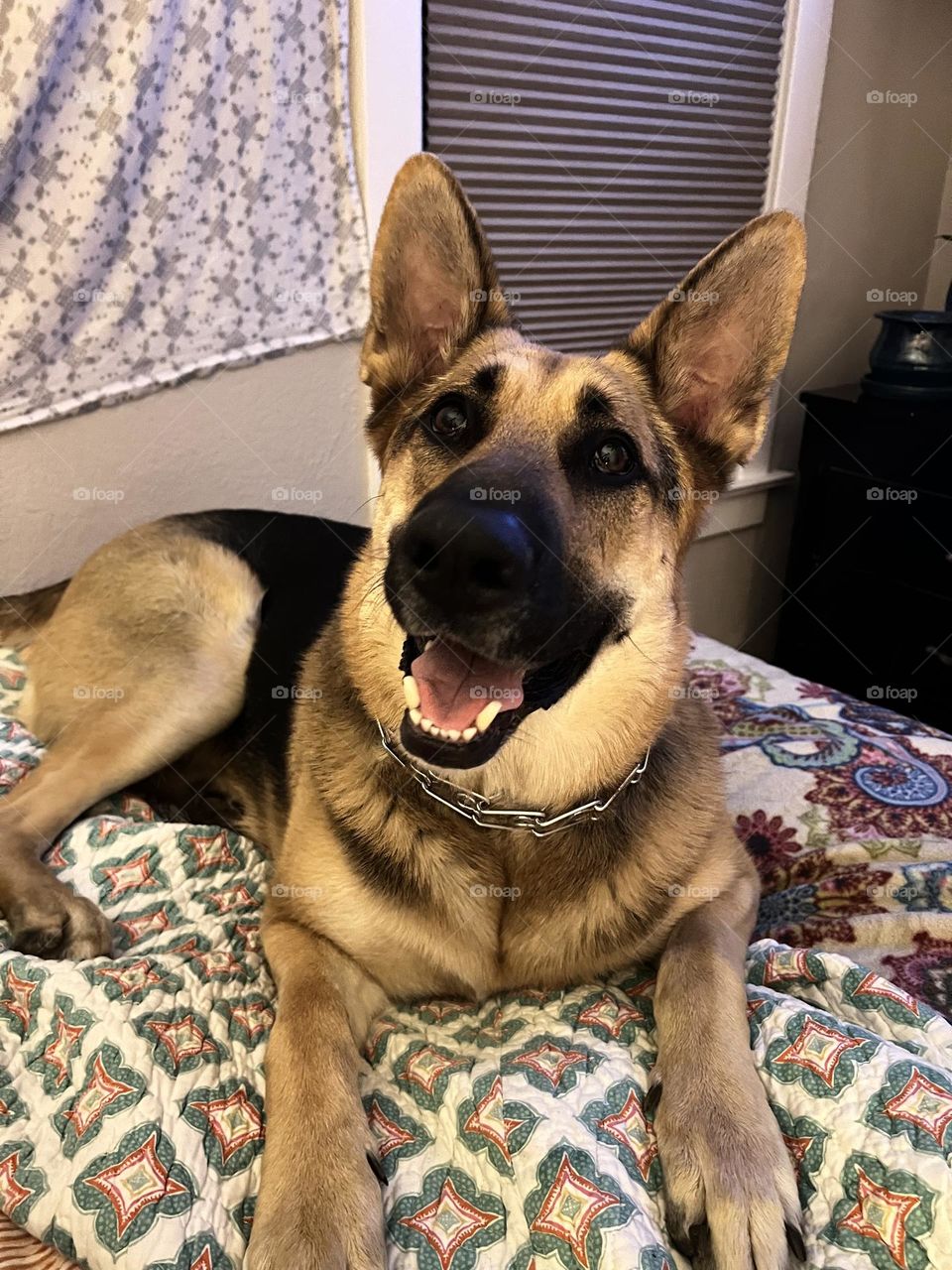 Happy boy posing GSD